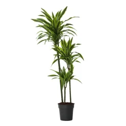 Plant in a Box Drakenbloedboom - Dracaena 'Lemon Lime' - Hoogte 130-140cm - ⌀24cm Outlet