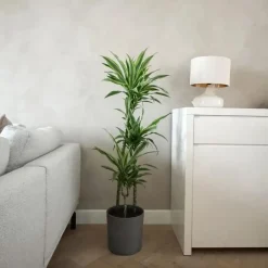 Plant in a Box Drakenbloedboom - Dracaena 'Lemon Lime' - Hoogte 130-140cm - ⌀24cm Outlet