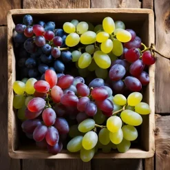 Plant in a Box Druivenplant - Set van 24 - Vitis vinifera - Hoogte 25-40cm - ⌀9cm Sale