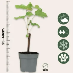 Plant in a Box Druivenplant - Set van 24 - Vitis vinifera - Hoogte 25-40cm - ⌀9cm Sale