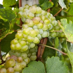 Plant in a Box Druivenplant - Set van 24 - Vitis vinifera - Hoogte 25-40cm - ⌀9cm Sale