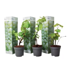 Plant in a Box Druivenplant - Set van 3 - Vitis vinifera 'Chardonnay' - Hoogte 25-40cm - ⌀9cm