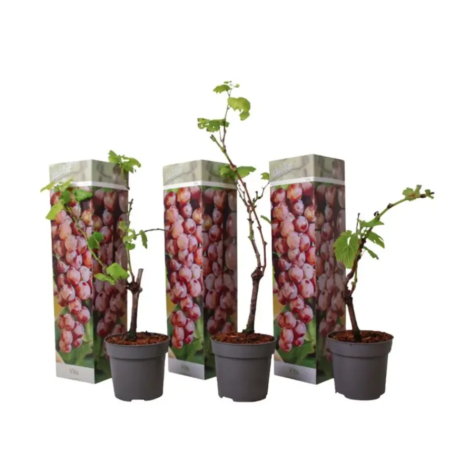Plant in a Box Druivenplant - Set van 3 - Vitis vinifera 'pinot gris' - Hoogte 25-40cm - ⌀9cm Discount