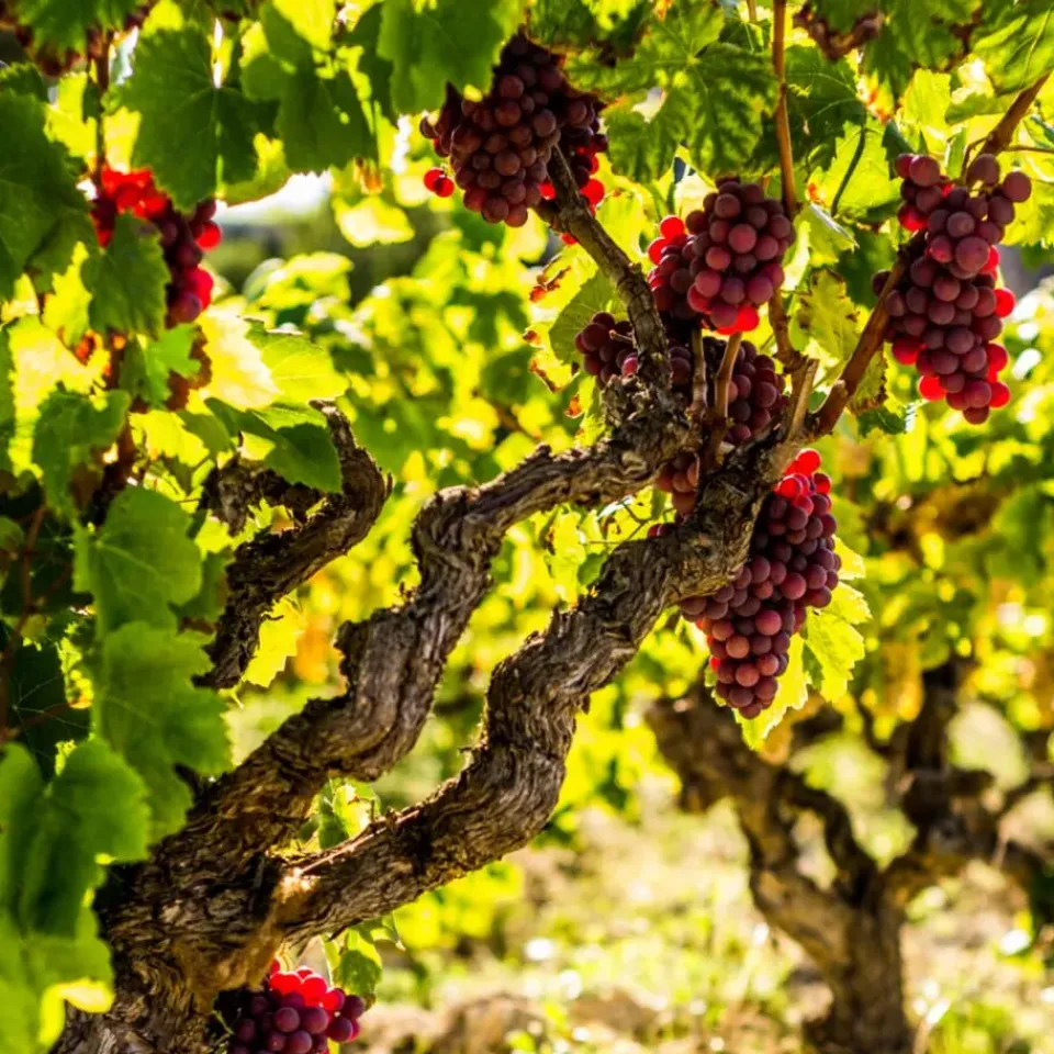 Plant in a Box Druivenplant - Set van 3 - Vitis vinifera 'pinot gris' - Hoogte 25-40cm - ⌀9cm Discount