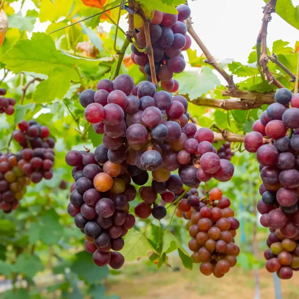 Plant in a Box Druivenplant - Set van 3 - Vitis vinifera 'pinot gris' - Hoogte 25-40cm - ⌀9cm Discount