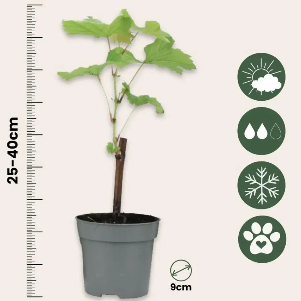 Plant in a Box Druivenplant - Set van 3 - Vitis vinifera 'pinot gris' - Hoogte 25-40cm - ⌀9cm Discount