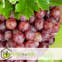 Plant in a Box Druivenplant - Set van 3 - Vitis vinifera 'pinot gris' - Hoogte 25-40cm - ⌀9cm Discount