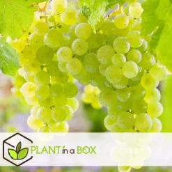 Plant in a Box Druivenplant - Set van 3 - Vitis vinifera - Hoogte 25-40cm - ⌀9cm Online