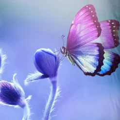 Pure Duvet cover 200x220 + 2* 60x70 cm Online