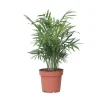 Plant in a Box Dwergpalm - Chamaedorea elegans - Hoogte 30-40cm - ⌀12cm Sale