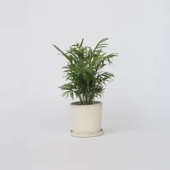 Plant in a Box Dwergpalm - Chamaedorea elegans - Hoogte 30-40cm - ⌀12cm Sale