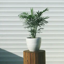 Plant in a Box Dwergpalm - Chamaedorea elegans - Hoogte 30-40cm - ⌀12cm Sale