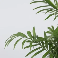 Plant in a Box Dwergpalm - Chamaedorea elegans - Hoogte 30-40cm - ⌀12cm Sale