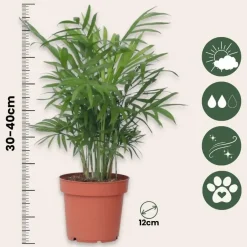 Plant in a Box Dwergpalm - Chamaedorea elegans - Hoogte 30-40cm - ⌀12cm Sale