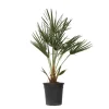 Plant in a Box Dwergpalm - Chamaerops humilis - Hoogte 70-80cm - ⌀21cm