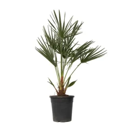 Plant in a Box Dwergpalm - Chamaerops humilis - Hoogte 70-80cm - ⌀21cm