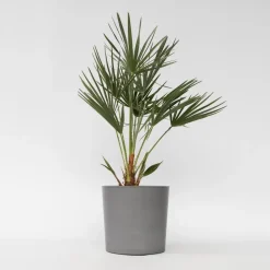 Plant in a Box Dwergpalm - Chamaerops humilis - Hoogte 70-80cm - ⌀21cm