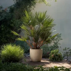 Plant in a Box Dwergpalm - Chamaerops humilis - Hoogte 70-80cm - ⌀21cm