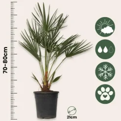 Plant in a Box Dwergpalm - Chamaerops humilis - Hoogte 70-80cm - ⌀21cm