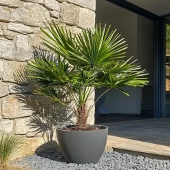 Plant in a Box Dwergpalm - Chamaerops humilis - Hoogte 70-80cm - ⌀21cm