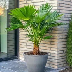 Plant in a Box Dwergpalm - Chamaerops humilis - Hoogte 70-80cm - ⌀21cm