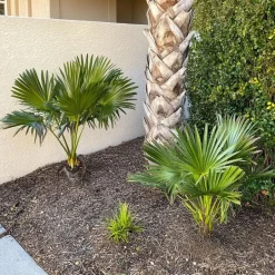 Plant in a Box Dwergpalm - Chamaerops humilis - Hoogte 70-80cm - ⌀21cm