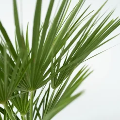 Plant in a Box Dwergpalm - Chamaerops humilis - Hoogte 70-80cm - ⌀21cm