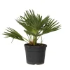 Plant in a Box Dwergpalm - Chamaerops 'Vulcano' - Hoogte 35-45cm - ⌀19cm New