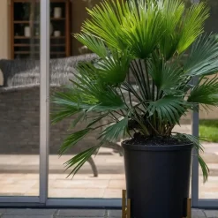 Plant in a Box Dwergpalm - Chamaerops 'Vulcano' - Hoogte 35-45cm - ⌀19cm New