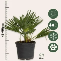 Plant in a Box Dwergpalm - Chamaerops 'Vulcano' - Hoogte 35-45cm - ⌀19cm New