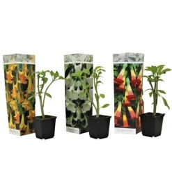 Plant in a Box Engelentrompet - Set van 3 - Brugmansia - Hoogte 25-40cm - ⌀9cm Best