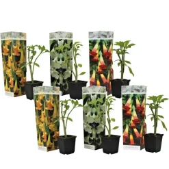 Plant in a Box Engelentrompet - Set van 6 - Brugmansia - Hoogte 25-40cm - ⌀9cm