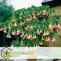 Plant in a Box Engelentrompet - Set van 6 - Brugmansia - Hoogte 25-40cm - ⌀9cm