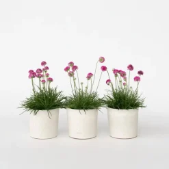 Plant in a Box Engels gras - Set van 3 - Armeria maritima 'Deep Rose' - Hoogte 20-30cm - ⌀12cm New