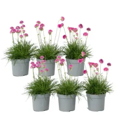 Plant in a Box Engels gras - Set van 6 - Armeria maritima 'Deep Rose' - Hoogte 20-30cm - ⌀12cm Best