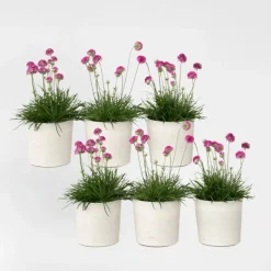 Plant in a Box Engels gras - Set van 6 - Armeria maritima 'Deep Rose' - Hoogte 20-30cm - ⌀12cm Best