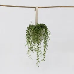 Plant in a Box Erwtenplant - Senecio rowleyanus - Hoogte 10-20cm - ⌀12cm Outlet