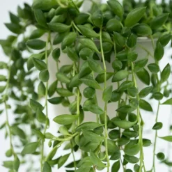 Plant in a Box Erwtenplant - Senecio rowleyanus - Hoogte 10-20cm - ⌀12cm Outlet
