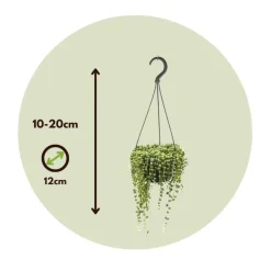 Plant in a Box Erwtenplant - Senecio rowleyanus - Hoogte 10-20cm - ⌀12cm Outlet