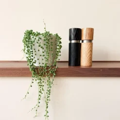 Plant in a Box Erwtenplant - Senecio rowleyanus - Hoogte 10-20cm - ⌀12cm Outlet