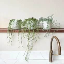 Plant in a Box Erwtenplant - Senecio rowleyanus - Hoogte 10-20cm - ⌀12cm Outlet