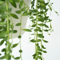 Plant in a Box Erwtenplant - Senecio rowleyanus - Hoogte 10-20cm - ⌀12cm Outlet