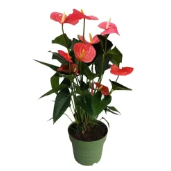 Plant in a Box Flamingoplant - Anthurium 'Maine Pink' - Hoogte 55-70cm - ø17cm Sale