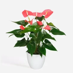 Plant in a Box Flamingoplant - Anthurium 'Maine Pink' - Hoogte 55-70cm - ø17cm Sale