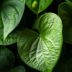 Plant in a Box Flamingoplant - Anthurium 'Maine Pink' - Hoogte 55-70cm - ø17cm Sale