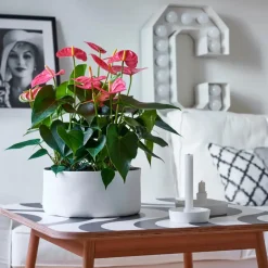 Plant in a Box Flamingoplant - Anthurium 'Maine Pink' - Hoogte 55-70cm - ø17cm Sale