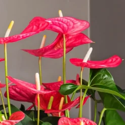 Plant in a Box Flamingoplant - Anthurium 'Maine Pink' - Hoogte 55-70cm - ø17cm Sale