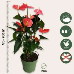 Plant in a Box Flamingoplant - Anthurium 'Maine Pink' - Hoogte 55-70cm - ø17cm Sale