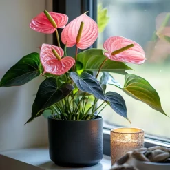 Plant in a Box Flamingoplant - Anthurium 'Maine Pink' - Hoogte 55-70cm - ø17cm Sale