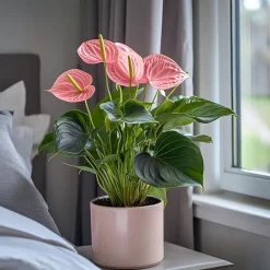 Plant in a Box Flamingoplant - Anthurium 'Maine Pink' - Hoogte 55-70cm - ø17cm Sale